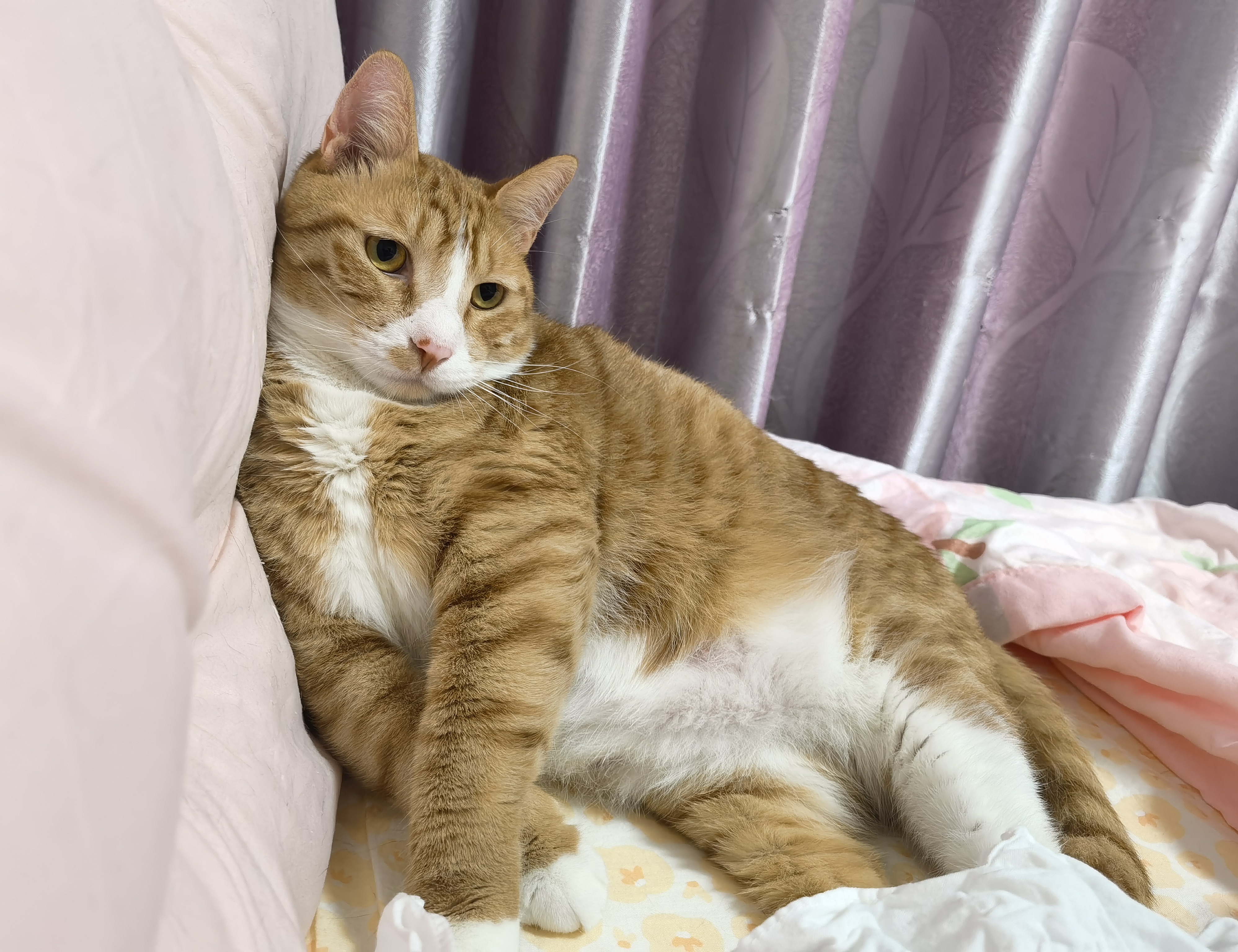 关于尼克斯完胜魔术，胡金秋状态火热的信息