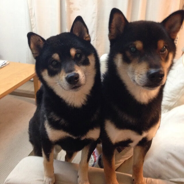 锡安爆发,上海队最后时刻击败热火,一场跨越篮球世界的对话