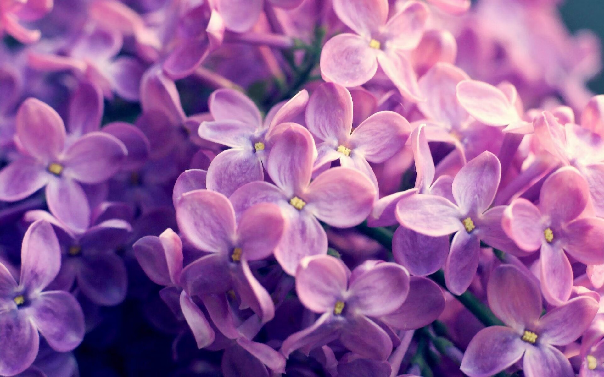 黄喜灿硬仗之王,当AC米兰的战术板遇上突尼斯的坚韧防线